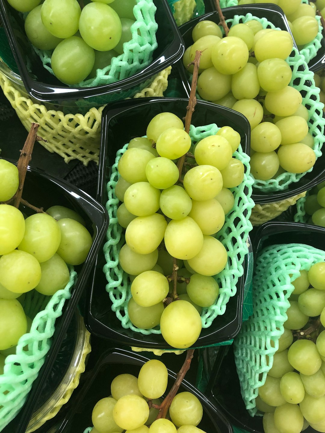grape harvest family